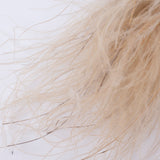 Stipa pennata Grass, Dried, Natural White, 50g