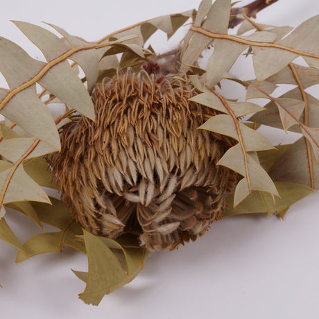 Banksia Baxterii, Extra, Natural, Single Stem