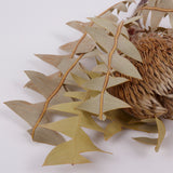 Banksia Baxterii, Extra, Natural, Single Stem