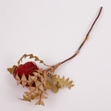 Banksia Baxterii, Extra, Red, Single Stem
