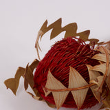 Banksia Baxterii, Extra, Red, Single Stem