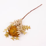 Banksia Baxterii, Extra, Yellow, Single Stem