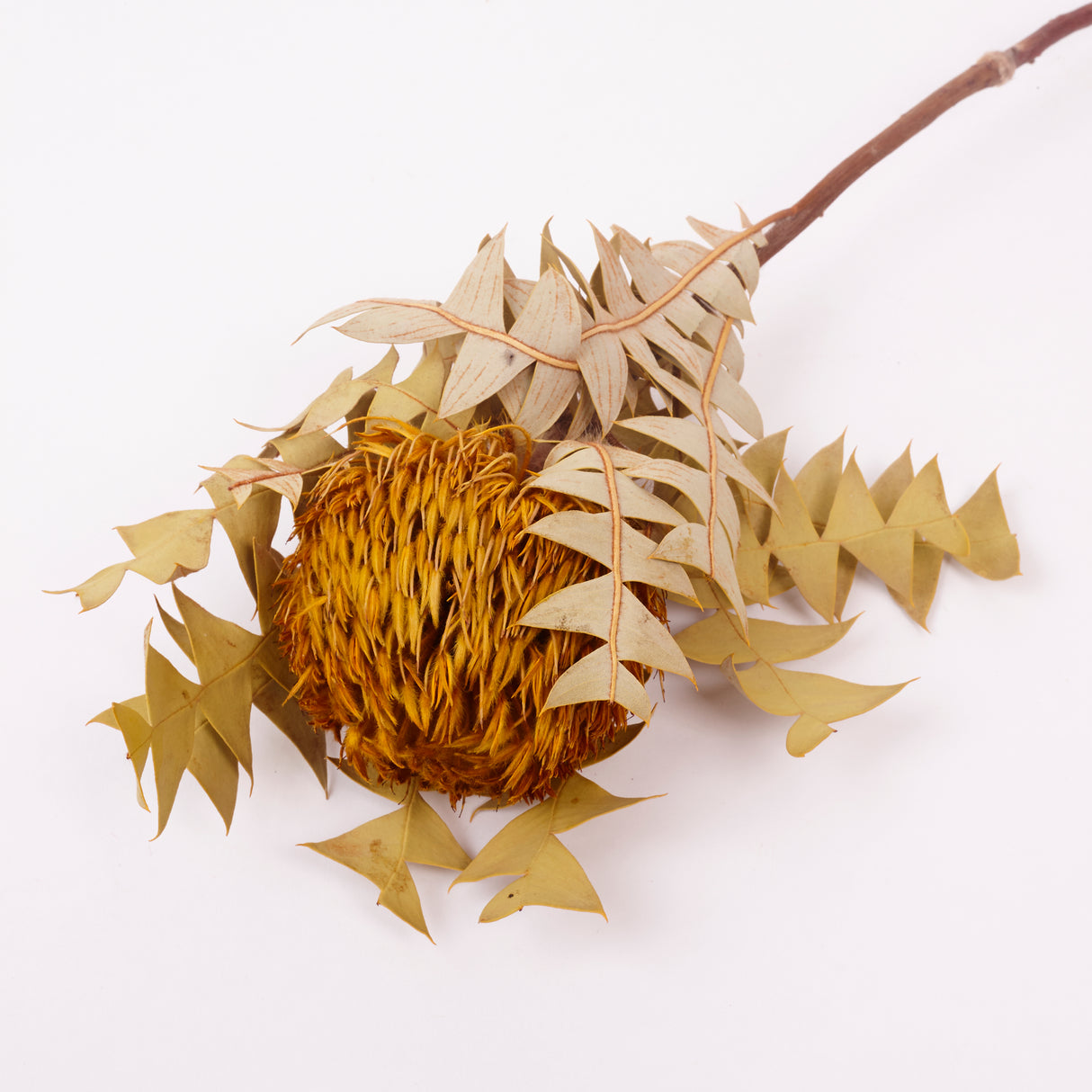Banksia Baxterii, Extra, Yellow, Single Stem