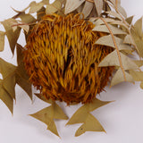 Banksia Baxterii, Extra, Yellow, Single Stem