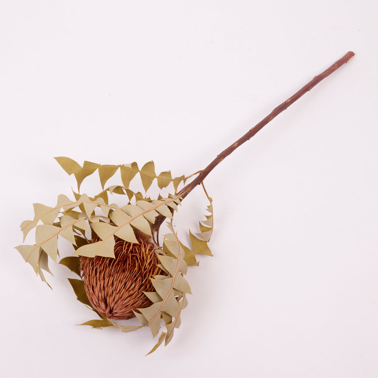 Banksia Baxterii, Extra, Apricot, Single Stem