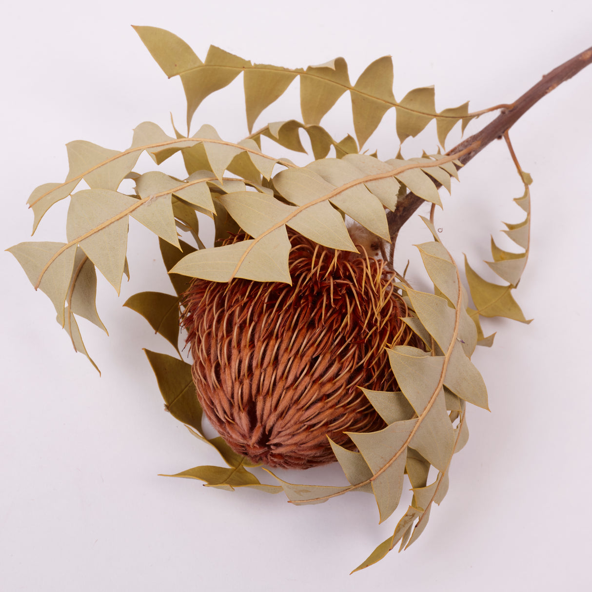 Banksia Baxterii, Extra, Apricot, Single Stem