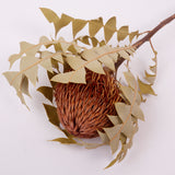 Banksia Baxterii, Extra, Apricot, Single Stem