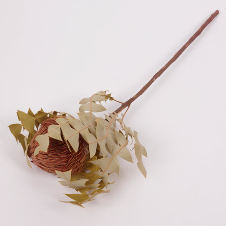 Banksia Baxterii, Extra, Apricot, Single Stem