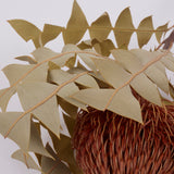 Banksia Baxterii, Extra, Apricot, Single Stem