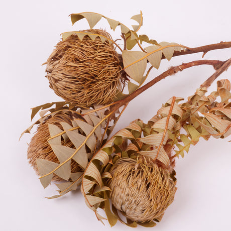 Banksia Baxterii, Extra, Natural, Bunch x 3 stems