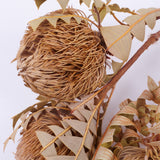 Banksia Baxterii, Extra, Natural, Bunch x 3 stems
