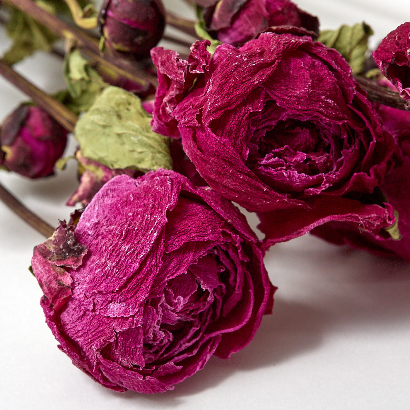 This is a bunch of Sarah Purple peony stems, The colour is a rich purple with magenta hues.