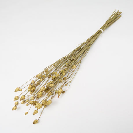 This image shows a bunch of mini artichokes. They are a rich cream, almost yellow, that has brown highlights to the tips of each scale-like outer petal.