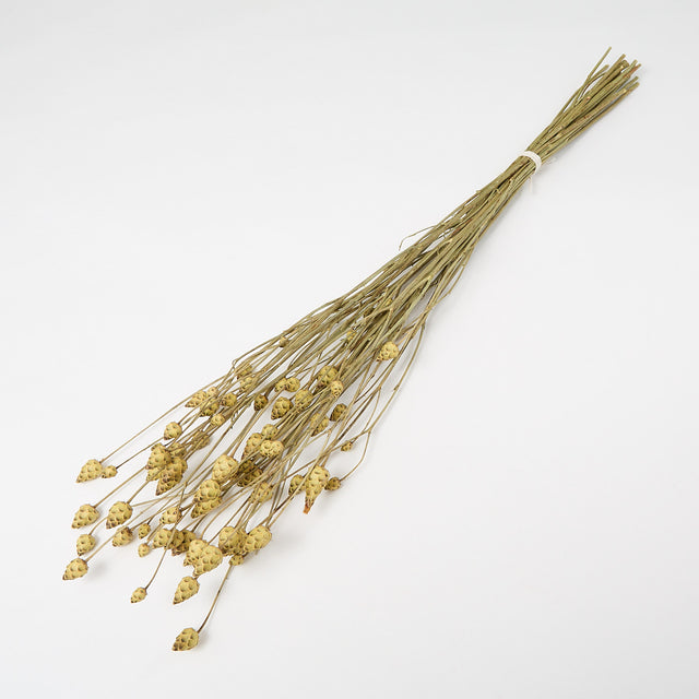 This image shows a bunch of mini artichokes. They are a rich cream, almost yellow, that has brown highlights to the tips of each scale-like outer petal.