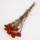 Tagetes (Marigold), Natural Orange, Bunch