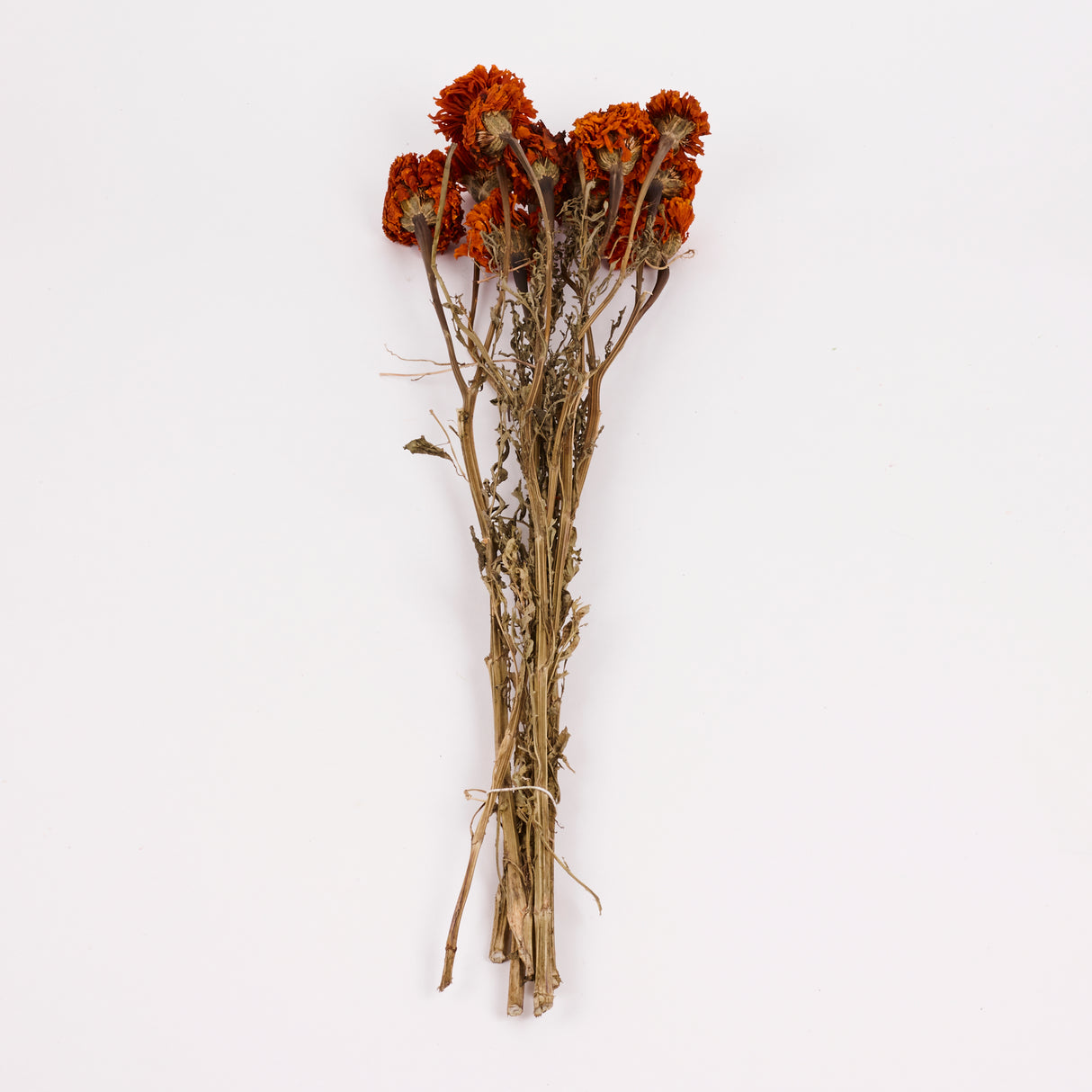 Tagetes (Marigold), Natural Orange, Bunch