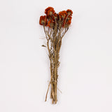Tagetes (Marigold), Natural Orange, Bunch
