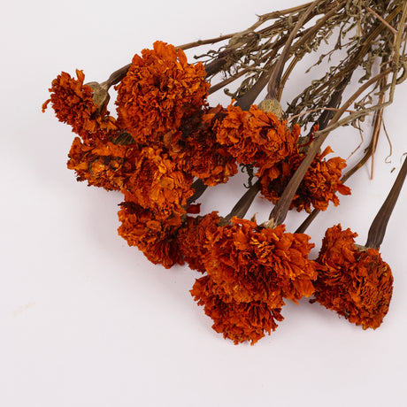 Tagetes (Marigold), Natural Orange, Bunch