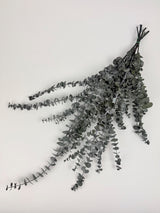 Image shows a bunch of Italian Eucalyptus Baby Blue, Preserved Dark Green in colour