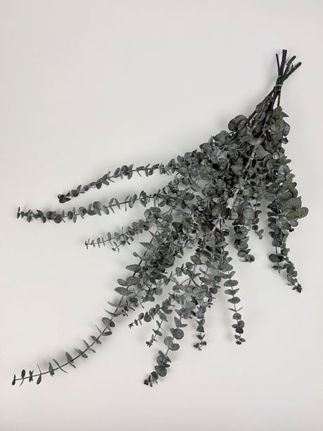 Image shows a bunch of Italian Eucalyptus Baby Blue, Preserved Dark Green in colour