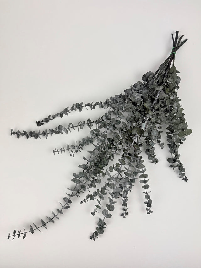 Image shows a bunch of Italian Eucalyptus Baby Blue, Preserved Dark Green in colour