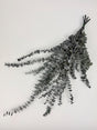 Image shows a bunch of Italian Eucalyptus Baby Blue, Preserved Dark Green in colour