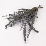 Eucalyptus Baby Blue, Preserved, Dark Green, 150g