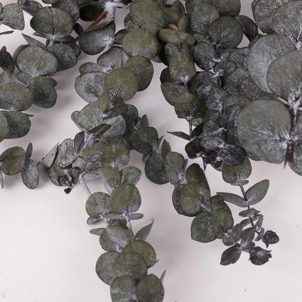 Eucalyptus Baby Blue, Preserved, Dark Green, 150g