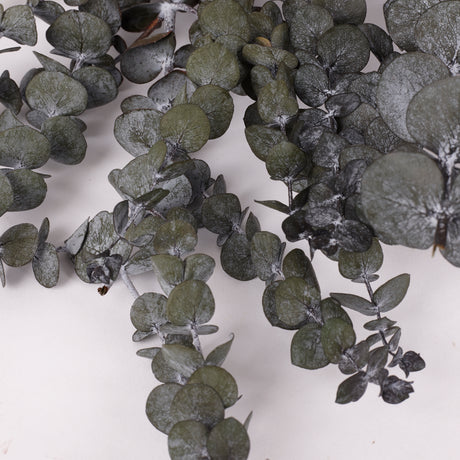Eucalyptus Baby Blue, Preserved, Dark Green, 150g