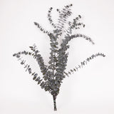 Eucalyptus Baby Blue, Preserved, Dark Green, 150g