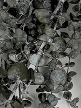 Eucalyptus Baby Blue, Preserved, Dark Green, 150g