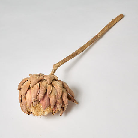 Artichoke, Natural, 12-18cm, per stem