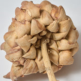 Artichokes, Large 12-18cm, Dried, Natural, Per Stem