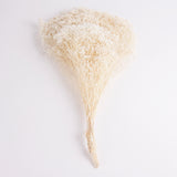 Broom Bloom, Dried, Bleached White, Per Bunch
