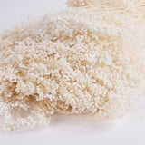 Broom Bloom, Dried, Bleached White, Per Bunch