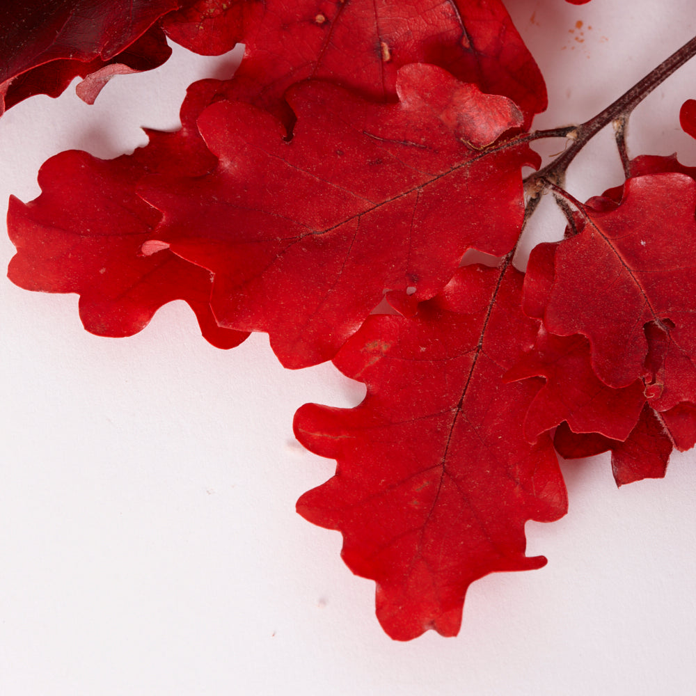 Oak Foliage, Preserved, Red, 150g Bunch