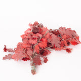 Oak Foliage, Preserved, Red, 150g Bunch