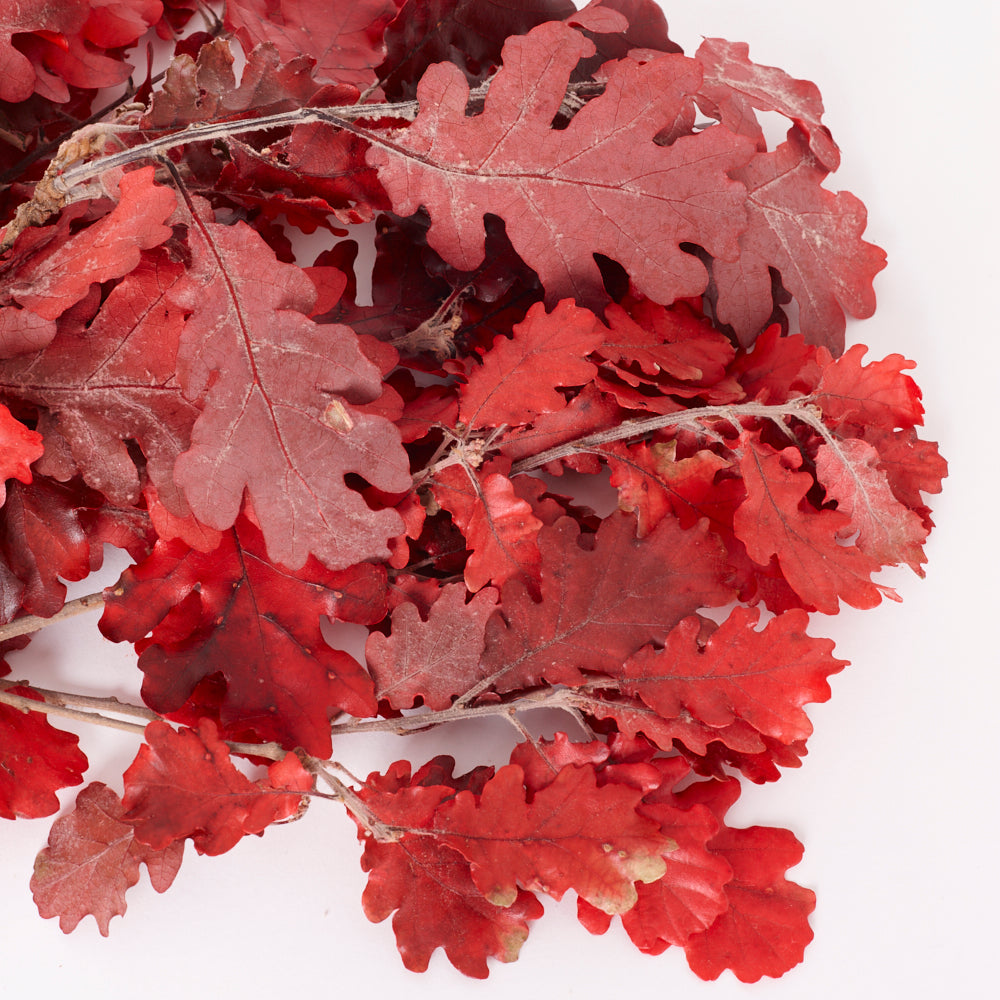 Oak Foliage, Preserved, Red, 150g Bunch