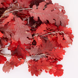 Oak Foliage, Preserved, Red, 150g Bunch
