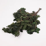 Oak Foliage, Preserved, Green, 150g Bunch