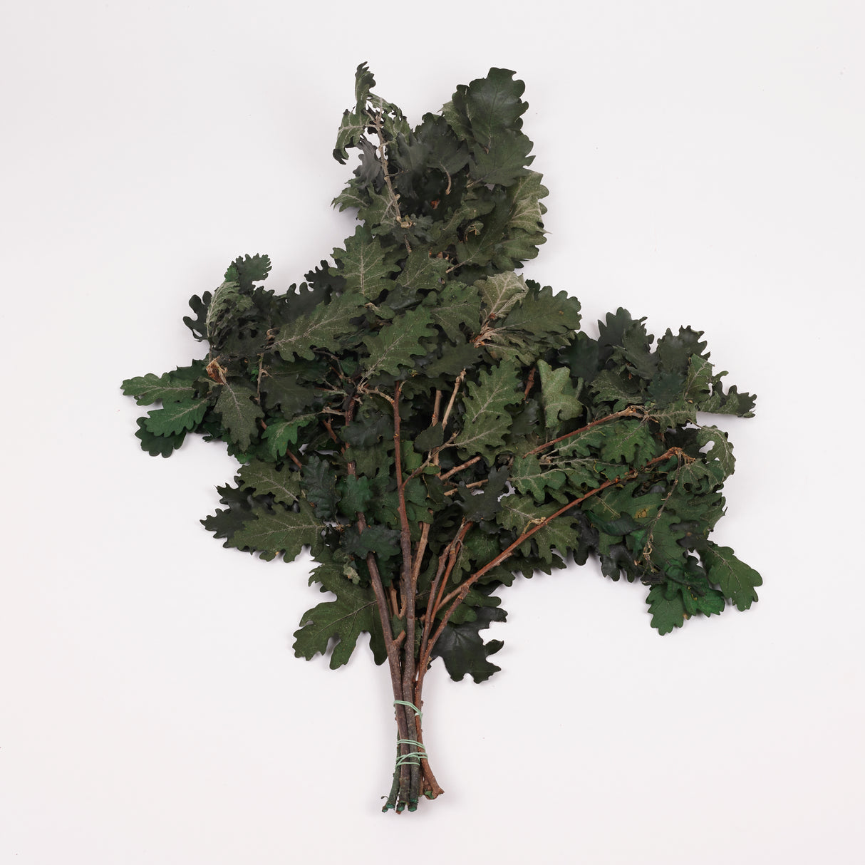Oak Foliage, Preserved, Green, 150g Bunch