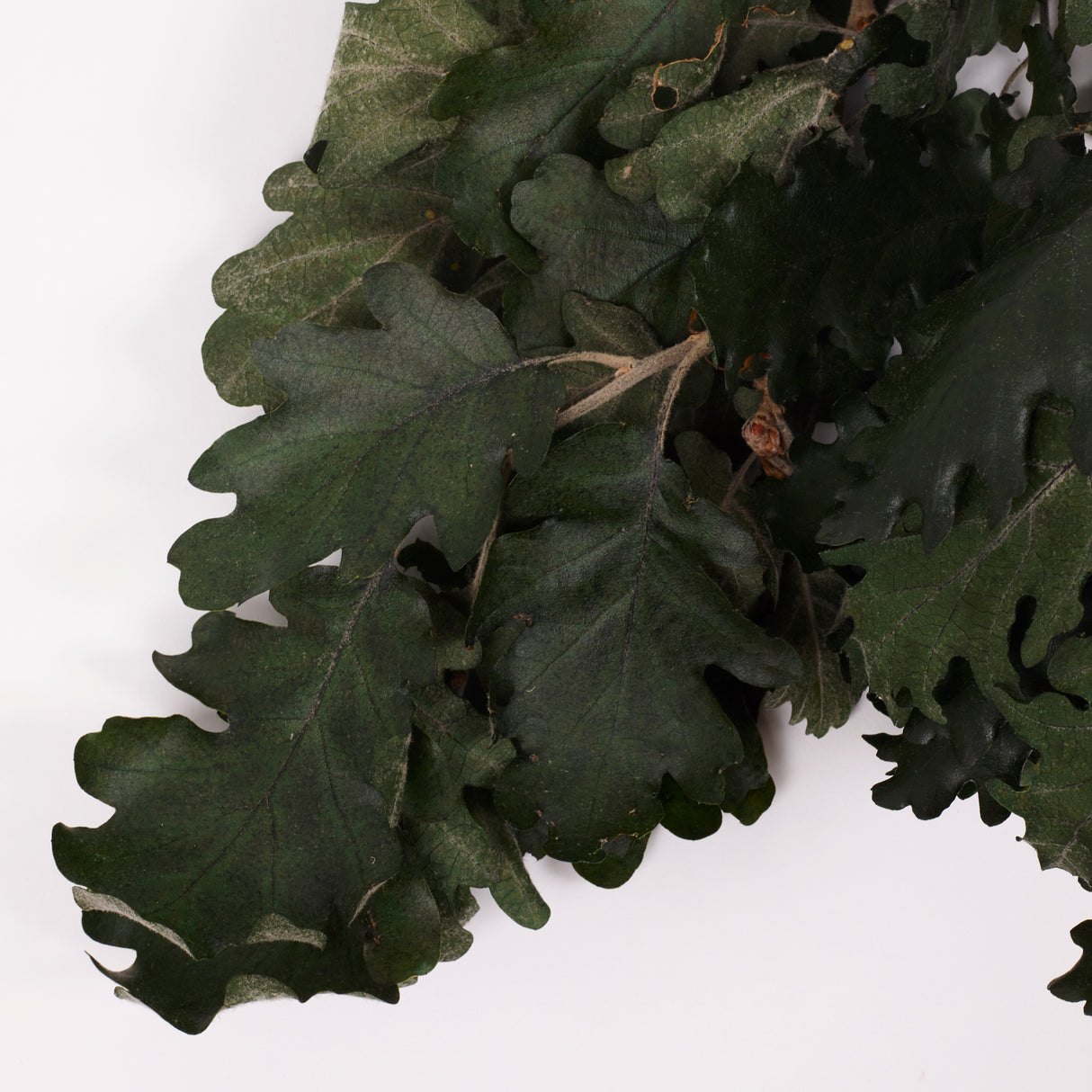Oak Foliage, Preserved, Green, 150g Bunch