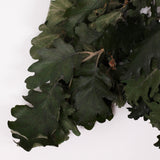 Oak Foliage, Preserved, Green, 150g Bunch