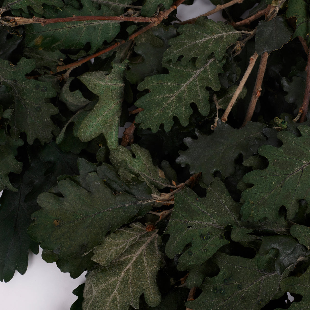 Oak Foliage, Preserved, Green, 150g Bunch