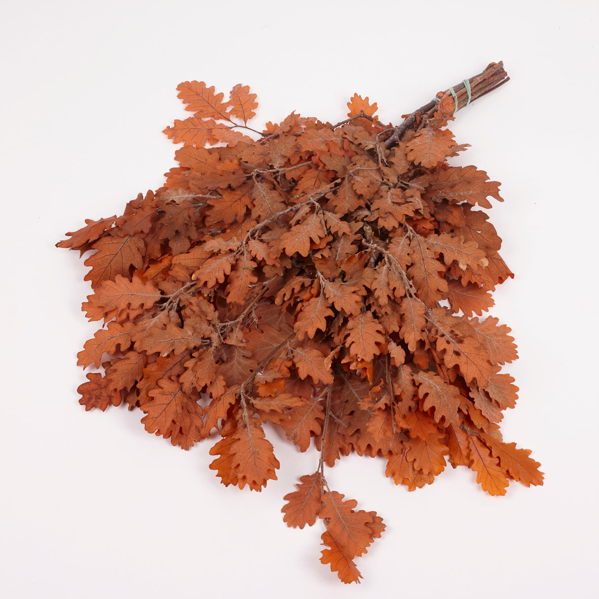 Oak Foliage, Preserved, Orange, 150g Bunch