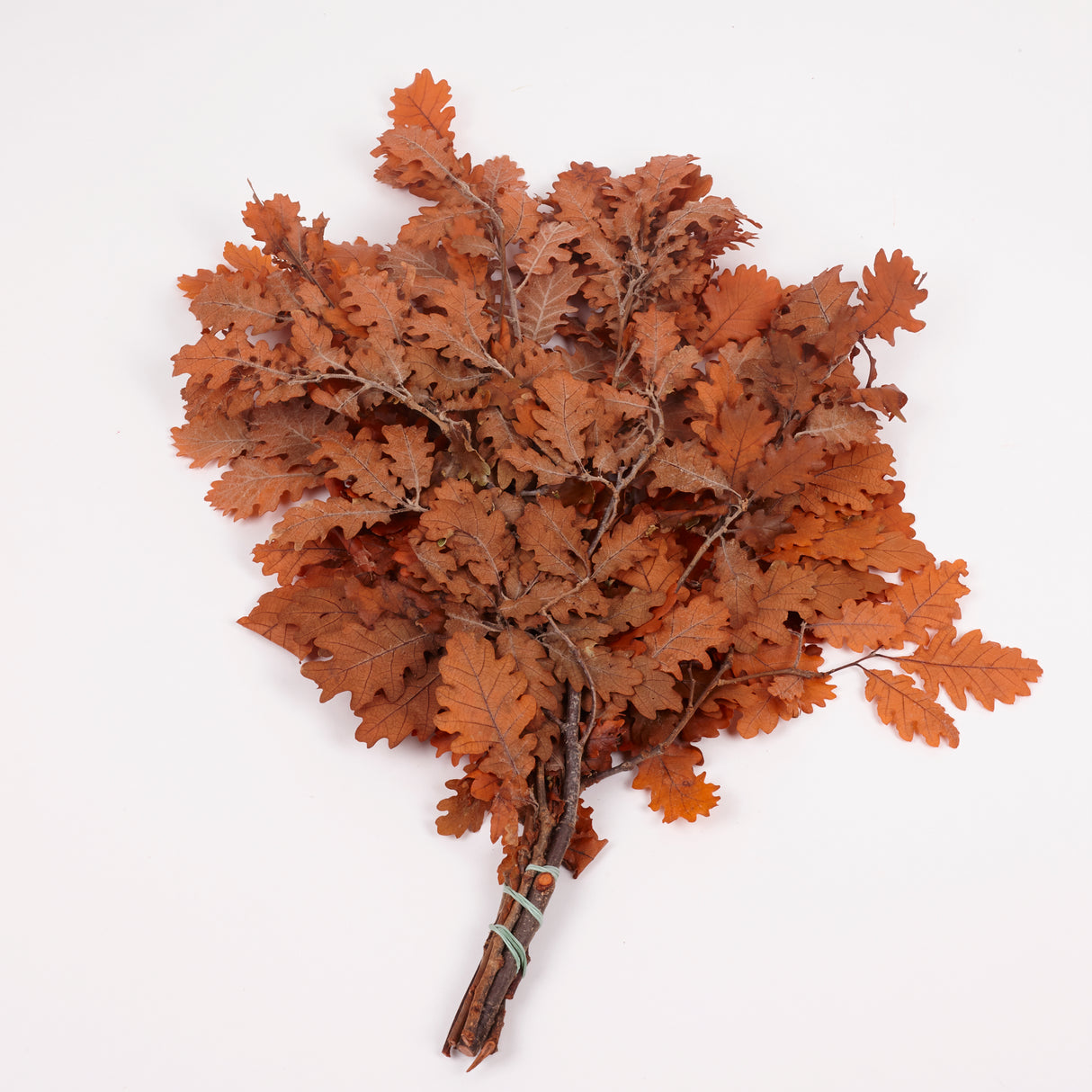 Oak Foliage, Preserved, Orange, 150g Bunch
