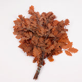 Oak Foliage, Preserved, Orange, 150g Bunch