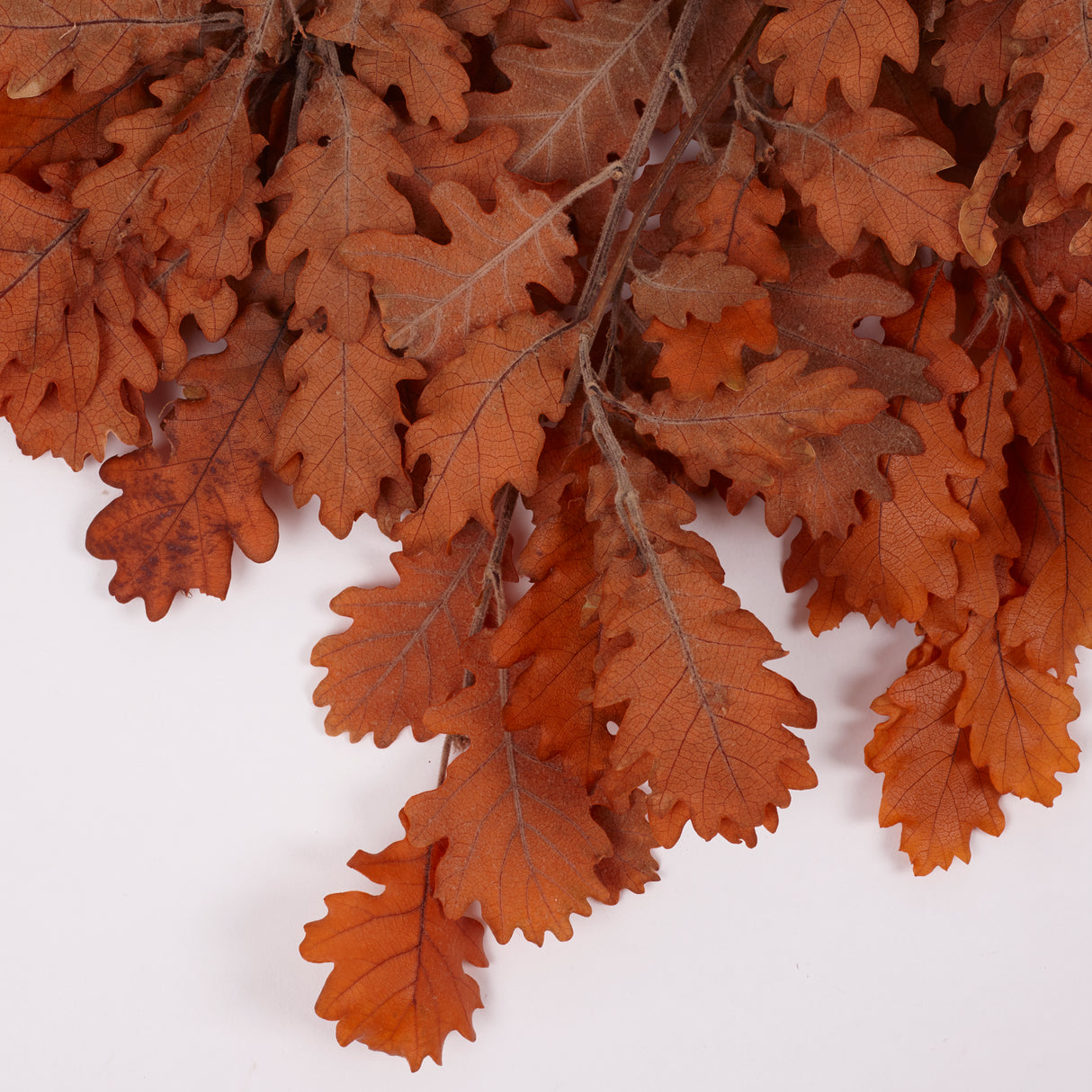 Oak Foliage, Preserved, Orange, 150g Bunch
