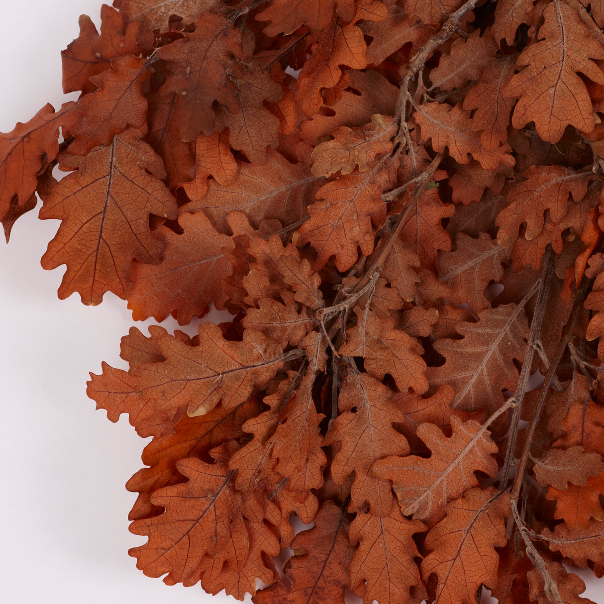 Oak Foliage, Preserved, Orange, 150g Bunch
