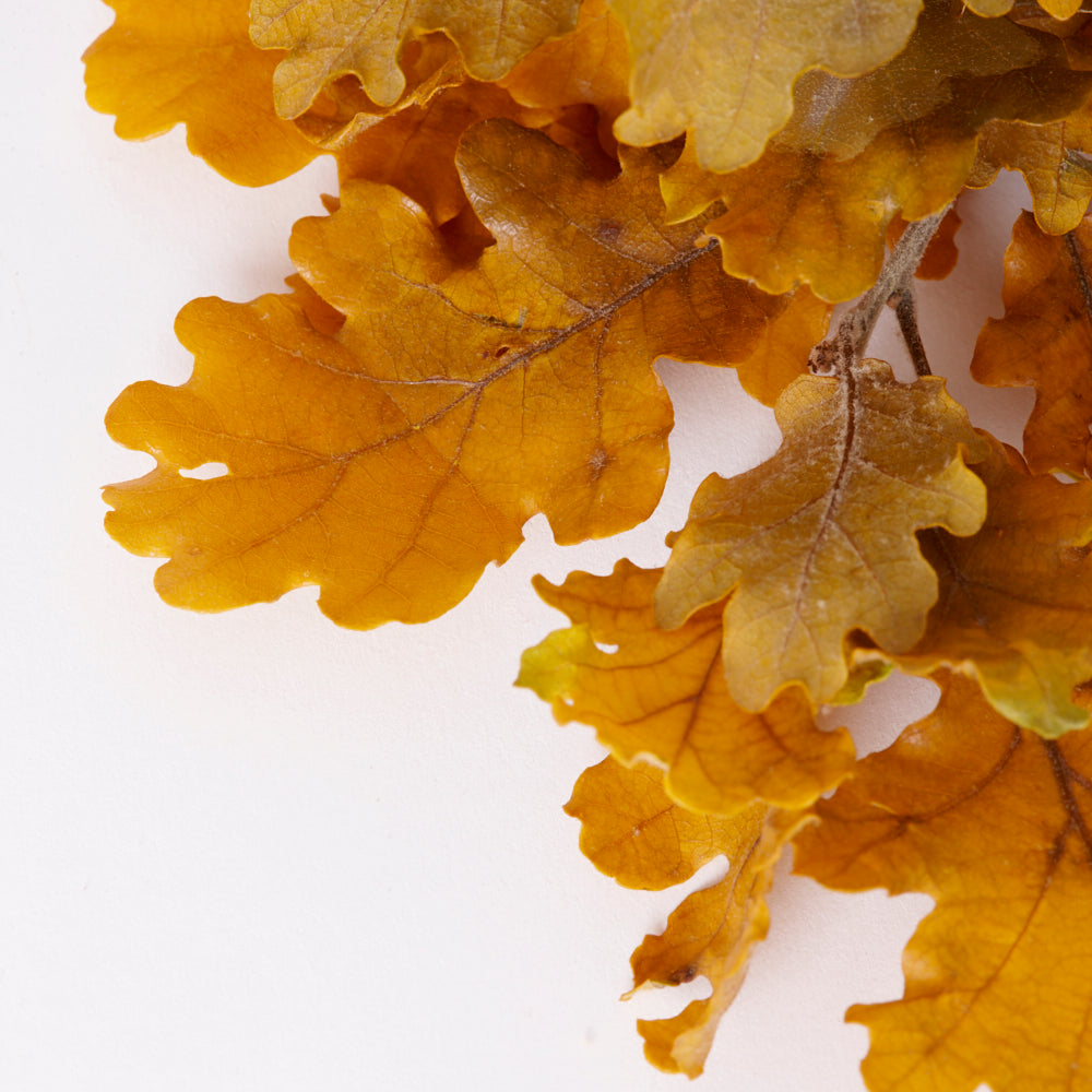 Oak Foliage, Preserved, Yellow, 150g Bunch